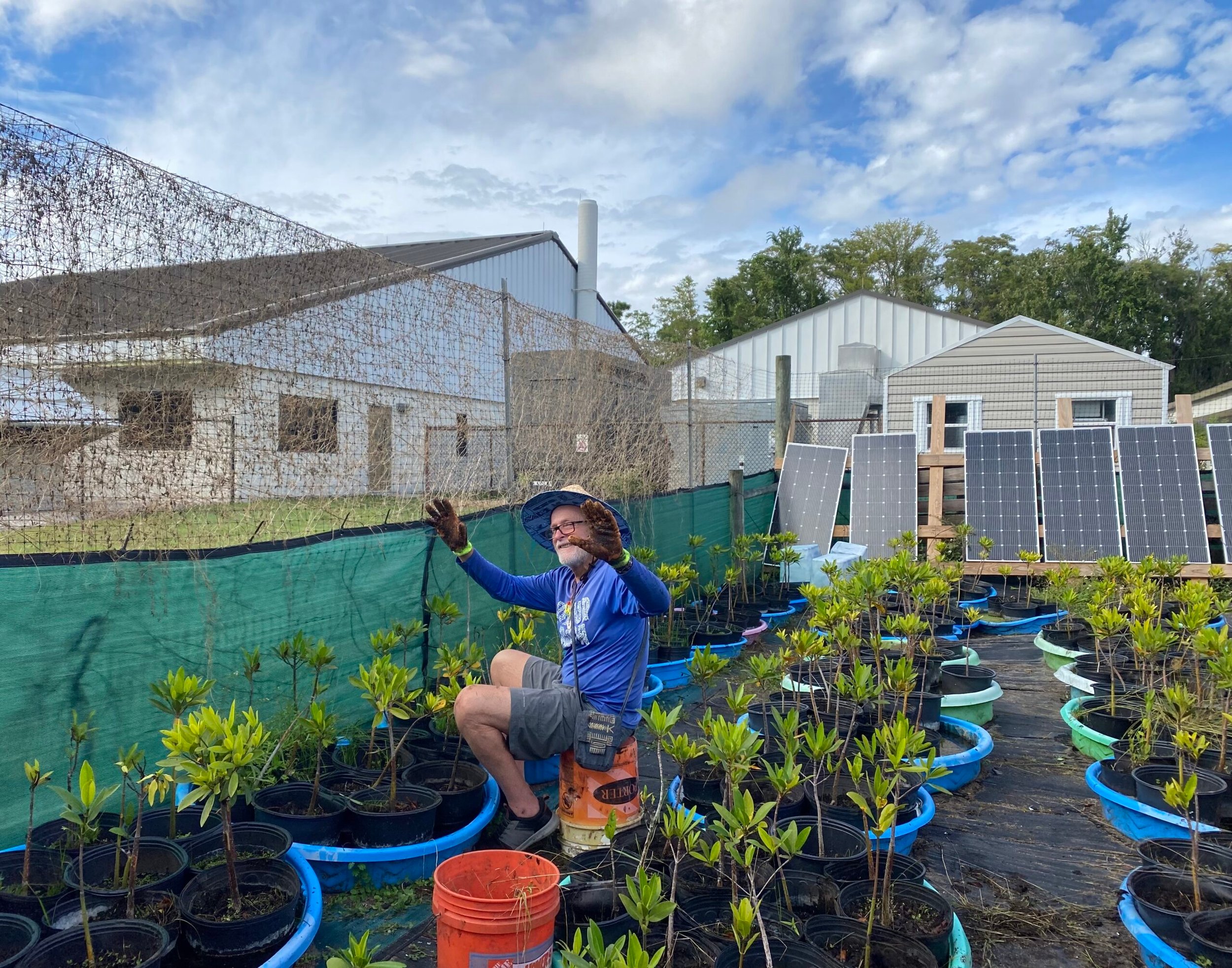 mangrove-gardening