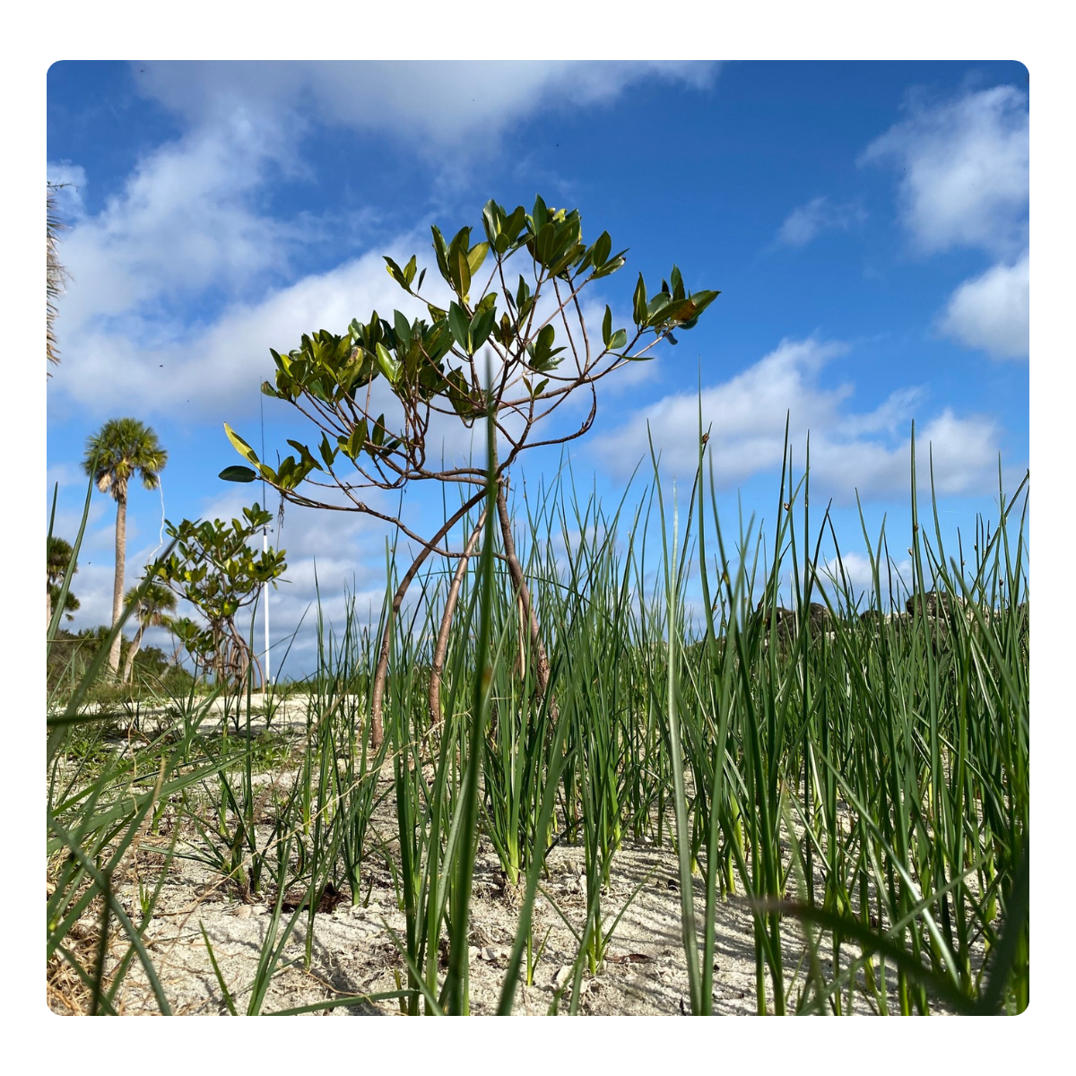 Images (LinkedIn Post) (4)