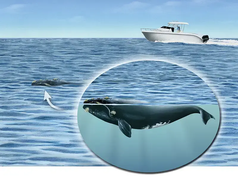right-whale-boat