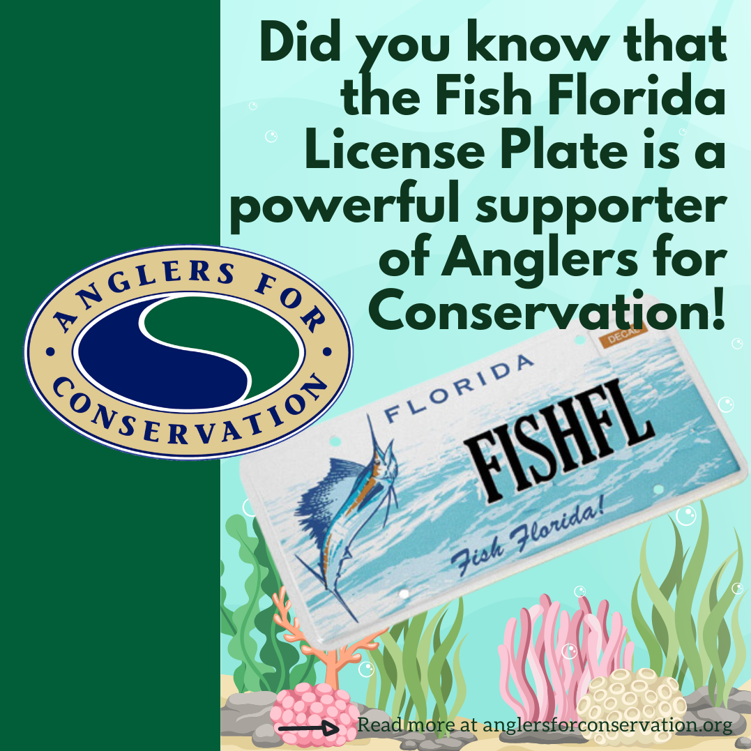 Fish-Florida-license-plate